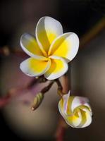 Frangipani flowers in the garden photo