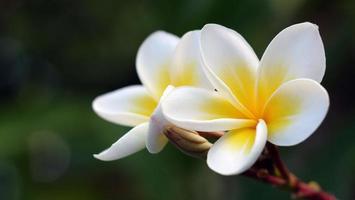 Frangipani flowers in the garden photo