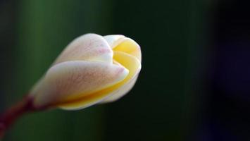 Frangipani flowers in the garden photo