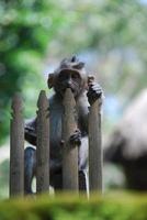 Bosque de monos de ubud en bali foto