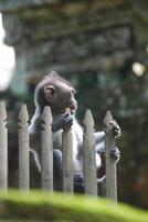 Bosque de monos de ubud en bali foto