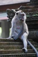 Ubud Monkey Forest in Bali photo