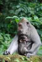 Bosque de monos de ubud en bali foto