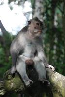 Ubud Monkey Forest in Bali photo