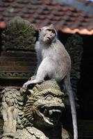 Bosque de monos de ubud en bali foto