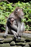 Ubud Monkey Forest in Bali photo