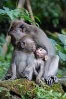 Bosque de monos de ubud en bali foto