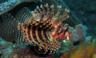 Dangerous Lionfish in the sea. photo