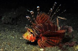 Dangerous Lionfish in the sea. photo