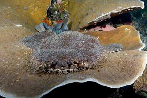 un tiburón alfombra descansa sobre un coral duro.