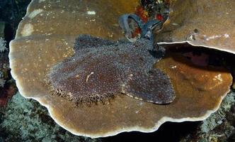 un tiburón alfombra descansa sobre un coral duro. foto