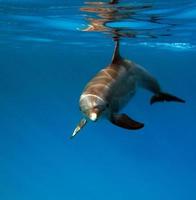 un grupo de delfines en el mar rojo. foto