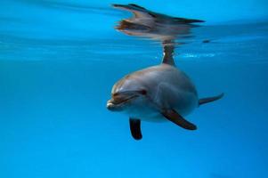 un grupo de delfines en el mar rojo. foto