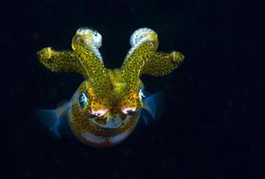 Reef Squid is hunting in the night. photo
