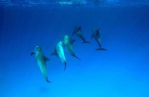 un grupo de delfines en el mar rojo. foto