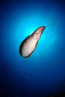 Broadclub Cuttlefish. Underwater world of Komodo. photo