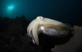 sepia de club ancho. mundo submarino de komodo. foto