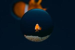 pez payaso en una anémona. foto