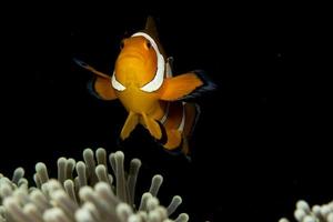 Clownfish. Amazing underwater world. photo