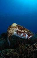 Broadclub Cuttlefish. Underwater world of Komodo. photo