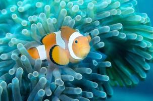 Clownfish. Amazing underwater world. photo