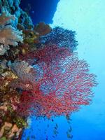 asombroso mundo submarino del mar rojo foto