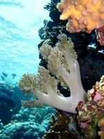 Amazing underwater world of the Red Sea photo