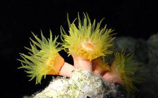 Amazing underwater world of the Red Sea photo