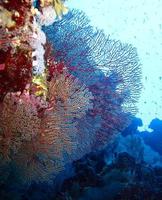 Amazing underwater world of the Red Sea photo