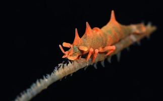 Dragon shrimp. Underwater macro world. photo