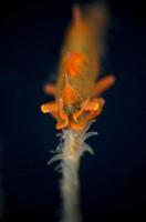 Dragon shrimp. Underwater macro world. photo