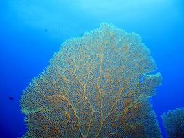 Amazing underwater world of the Red Sea photo