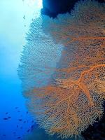 Amazing underwater world of the Red Sea photo