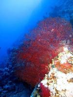 asombroso mundo submarino del mar rojo foto