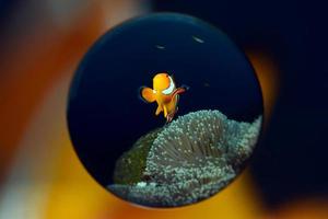 Clownfish in an anemone. photo