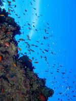 Amazing underwater world of the Red Sea photo