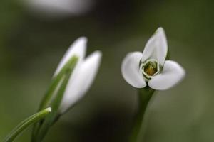 Snowdrop flowers - Galanthus nivalis close up with selective focus photo