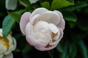 la leche blanca pentecostés rosa paeonia lactiflora foto