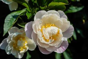 The milk white pentecost Rose Paeonia lactiflora photo