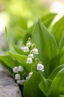 Lily of the valley flower in spring garden photo