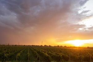 Vineyard at sunset. A plantation of grapevines.