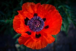 Leaves and pollen of the poppy flower photo