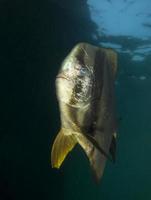 Batfish with a fishing hook in its eye. photo