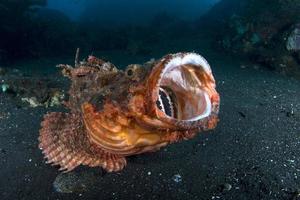 pez escorpión gigante enojado foto
