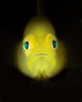 Portrait of Yellow pygmy goby. photo