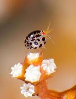 Tiny underwater ladybug photo