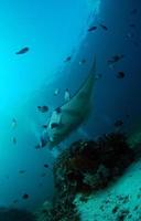 Manta Rays at the cleaning station photo