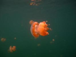 Jellyfish lake in Palau photo