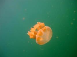 Jellyfish lake in Palau photo