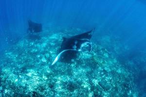 Manta Rays at the cleaning station photo